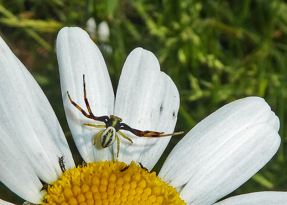 Veränderliche Krappenspinne...