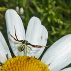 Veränderliche Krappenspinne...