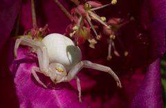 ~ veränderliche Krappenspinne ~