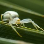 Veränderliche Krappenspinne