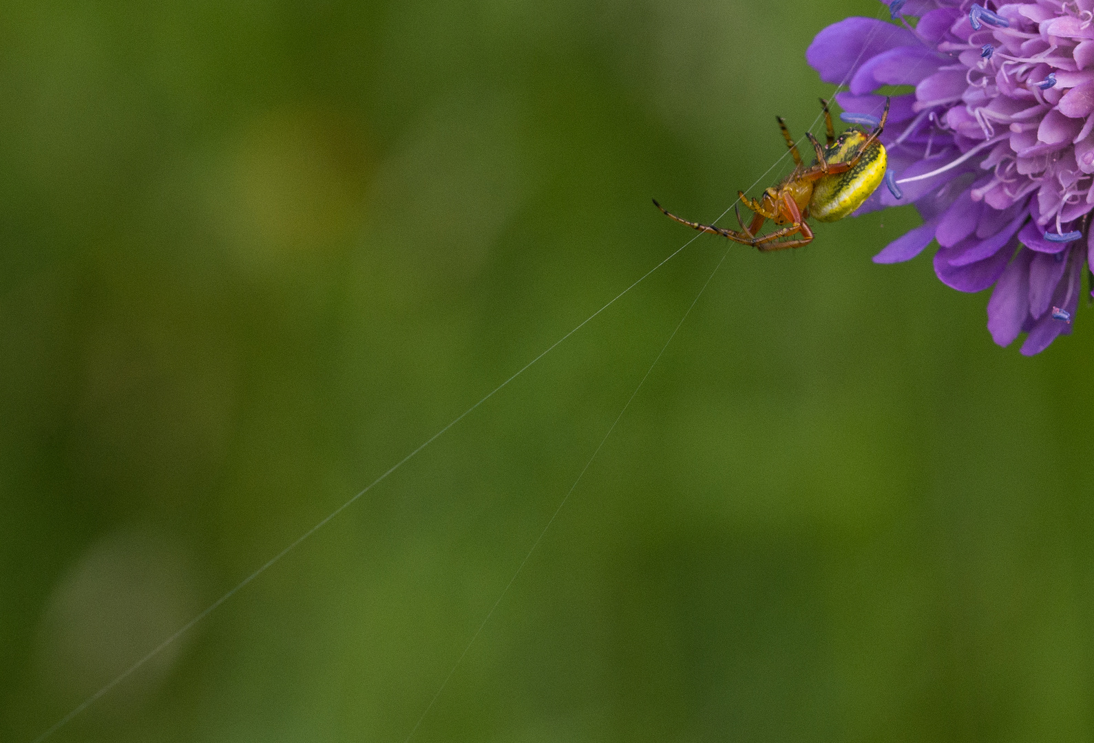 Veränderliche Krappenspinne.