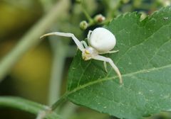 Veränderliche Krappenspinne