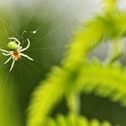 veränderliche Kürbisspinne am Farn