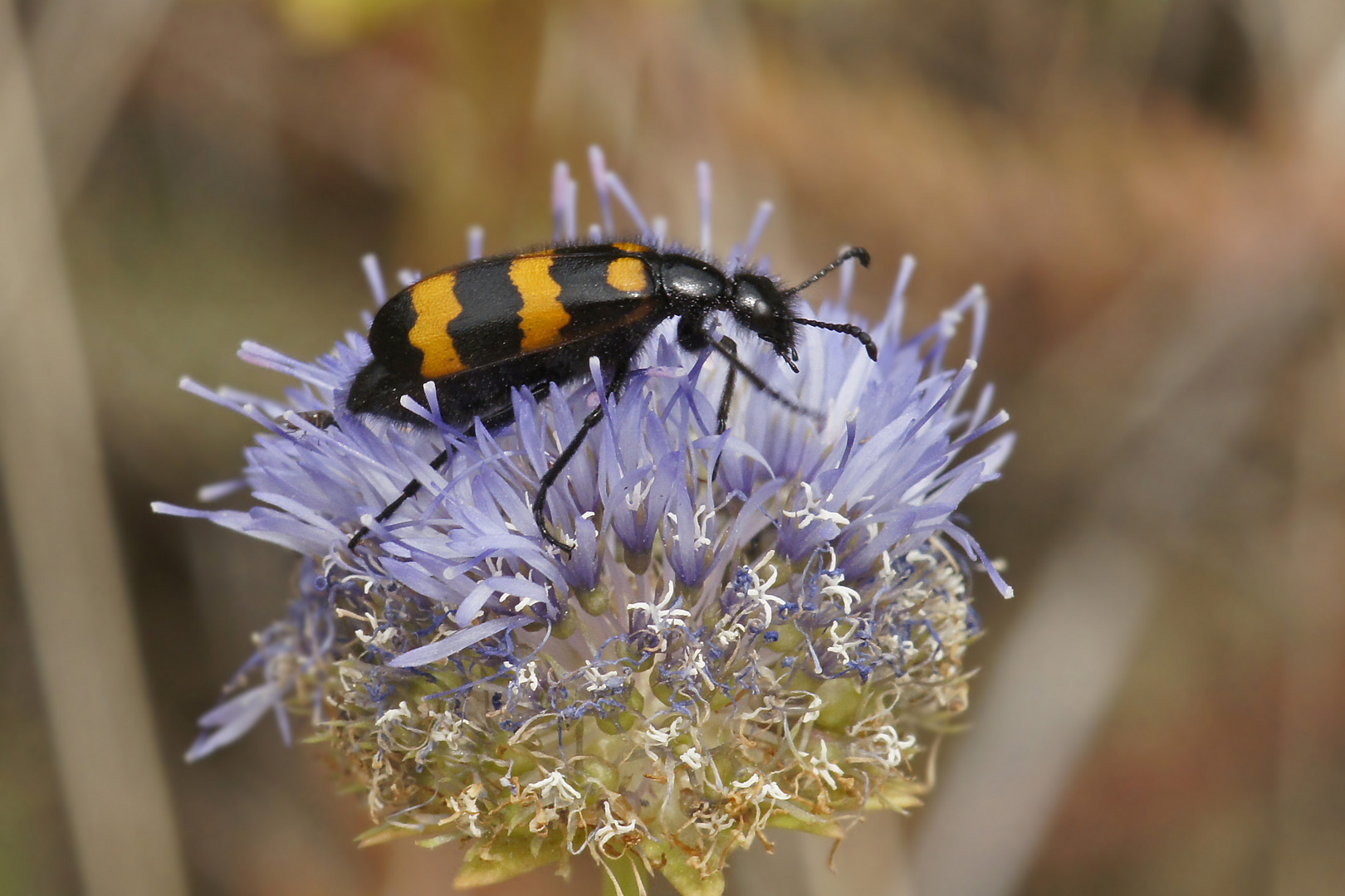 Veränderlicher Ölkäfer (Mylabris variabilis)