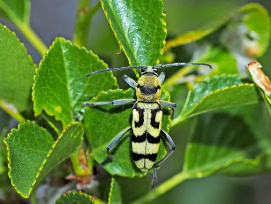 Veränderlicher Widderbock (Chlorophorus varius) 