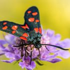 Veränderliches Rotwidderchen (Zygaena ephialtes)