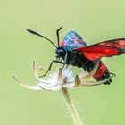 Veränderliches Widderchen