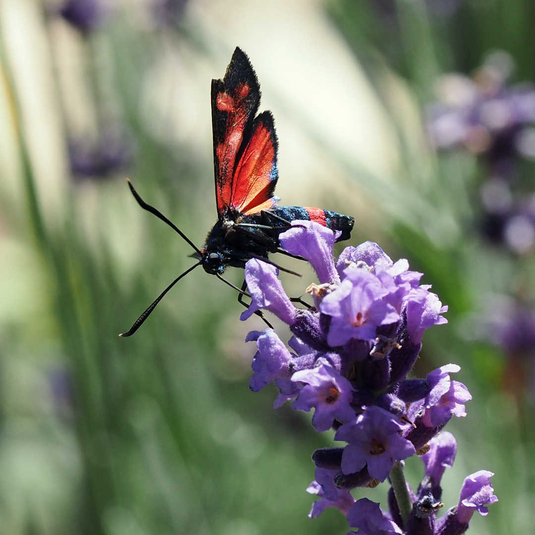 Veränderliches Widderchen (Zygaena ephialtes)