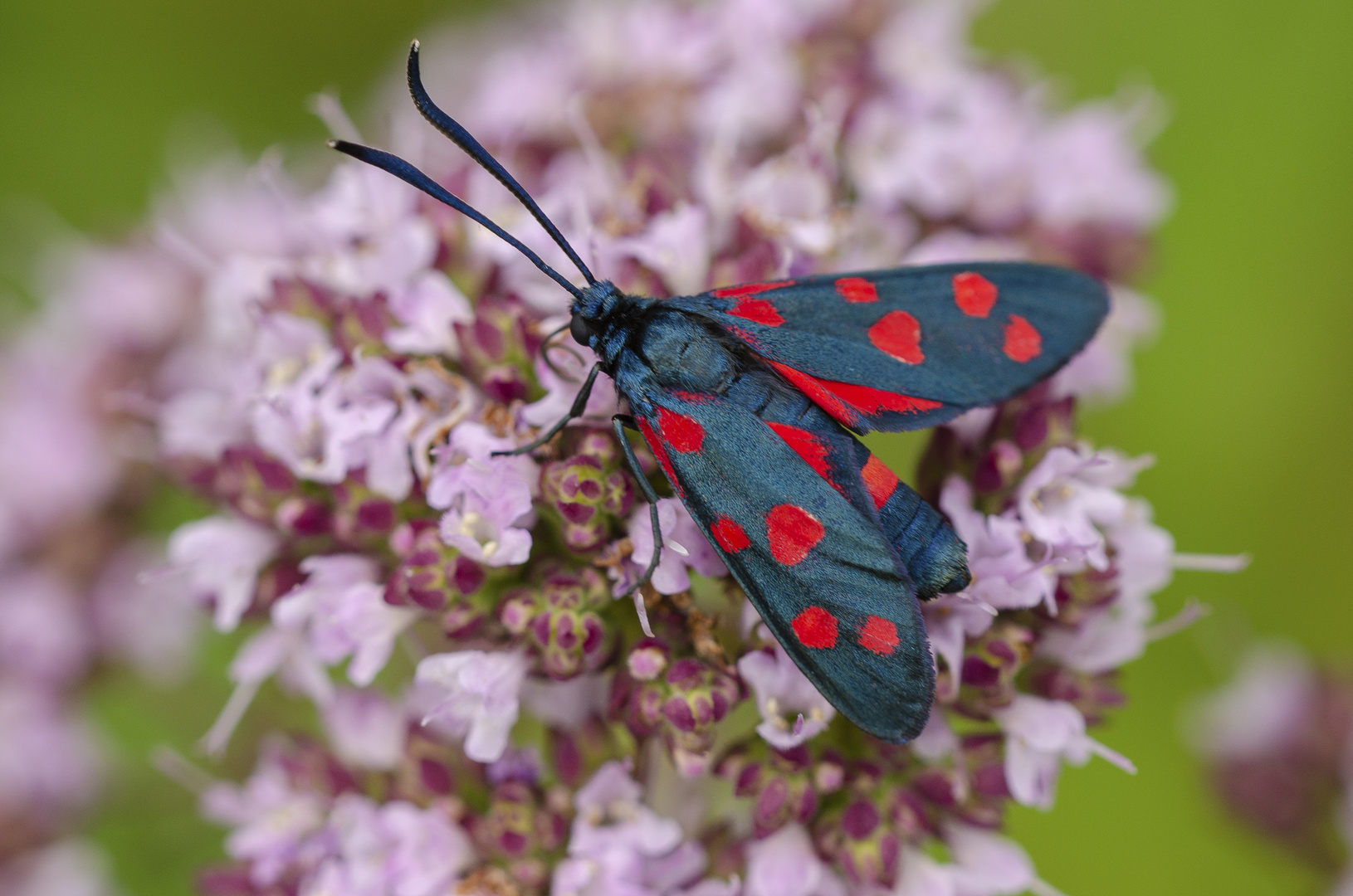 Veränderliches Widderchen (Zygaena ephialtes)