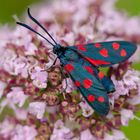 Veränderliches Widderchen (Zygaena ephialtes)