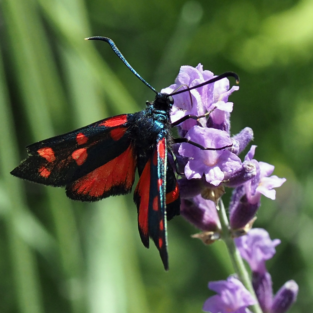 Veränderliches Widderchen (Zygaena ephialtes)