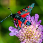 Veränderliches Widderchen (Zygaena ephialtes)