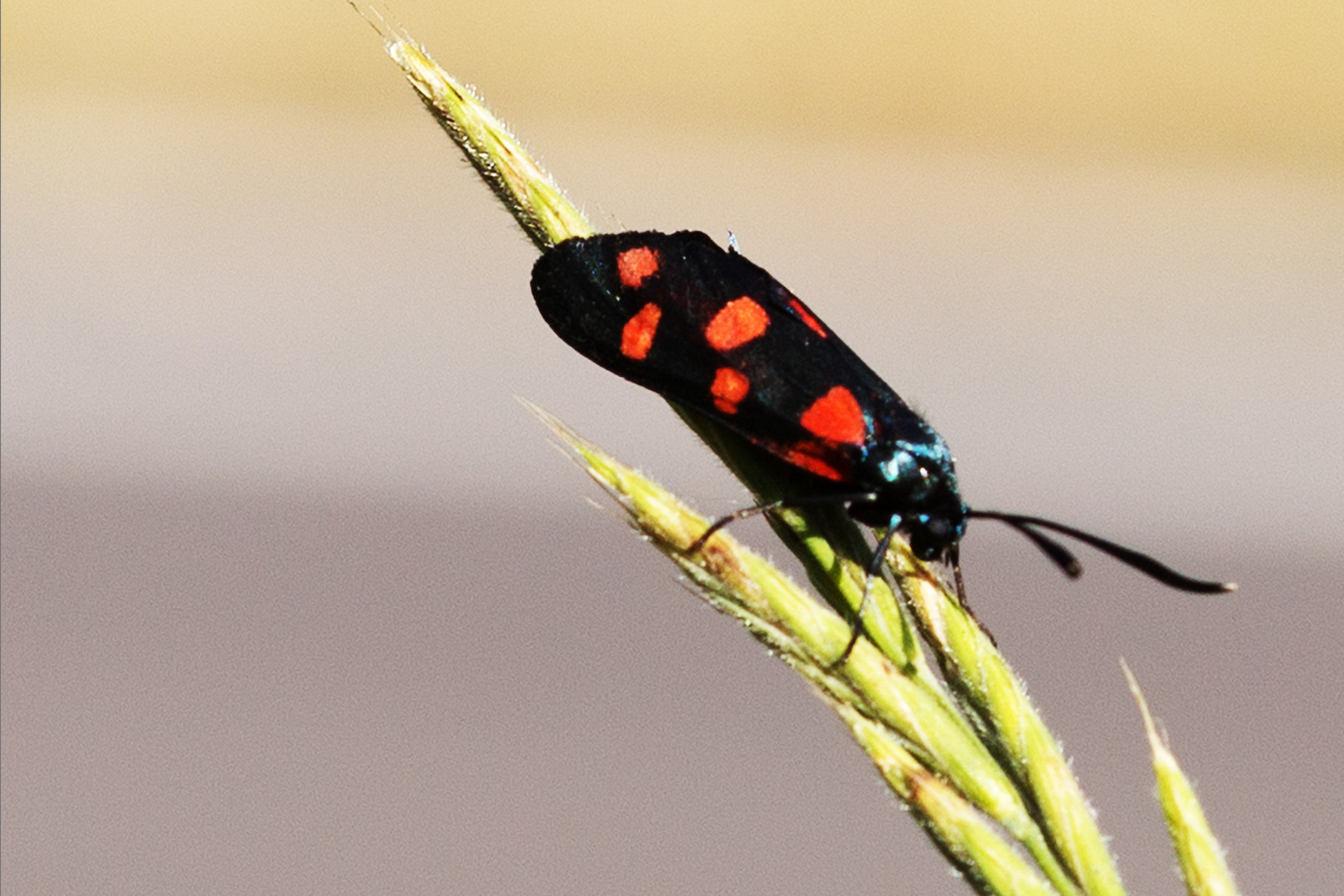 Veränderliches Widderchen (Zygaena ephialtes)