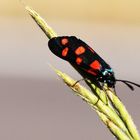 Veränderliches Widderchen (Zygaena ephialtes)