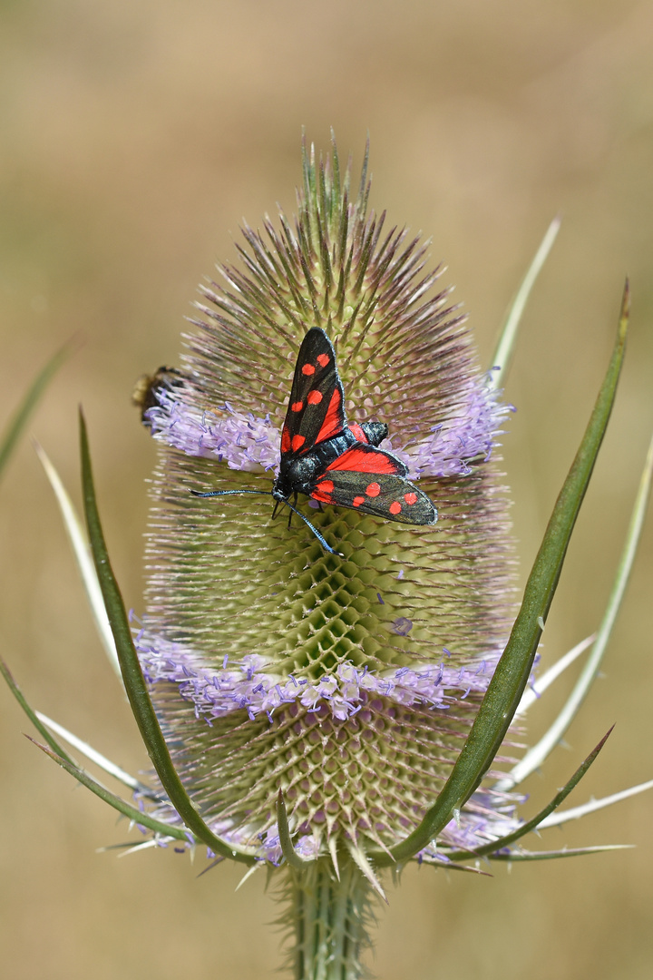 Veränderliches Widderchen (Zygaena ephialtes)