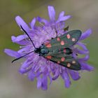 Veränderliches Widderchen (Zygaena ephialtes)