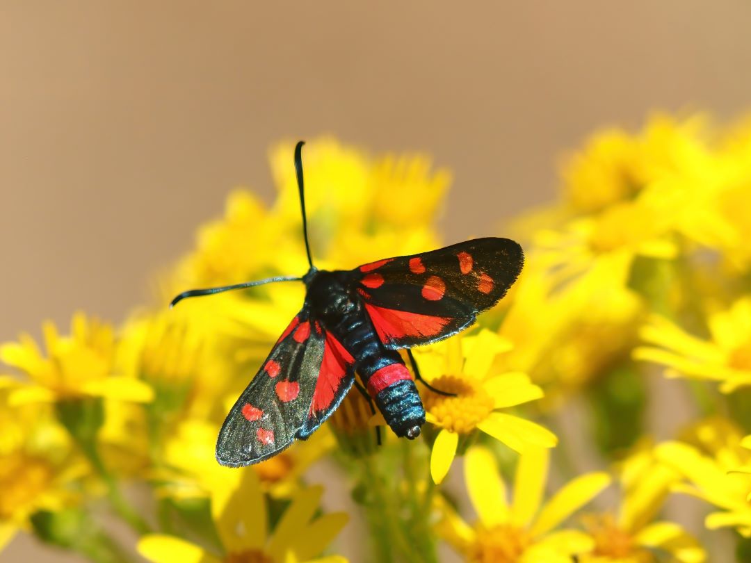 Veränderliches Widderchen, (Zygaena ephialtes) 