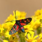 Veränderliches Widderchen, (Zygaena ephialtes) 