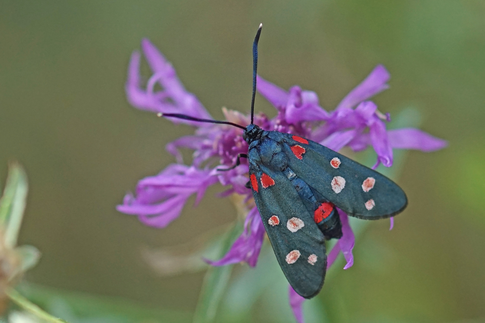 Veränderliches Widderchen (Zygaena ephialtes)