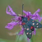 Veränderliches Widderchen (Zygaena ephialtes)