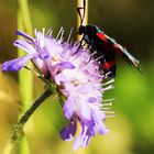 Veränderliches Widderchen (Zygaena ephialtes)