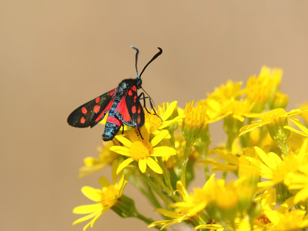 Veränderliches Widderchen, (Zygaena ephialtes)