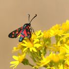 Veränderliches Widderchen, (Zygaena ephialtes)