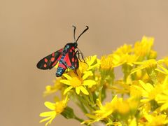 Veränderliches Widderchen, (Zygaena ephialtes)