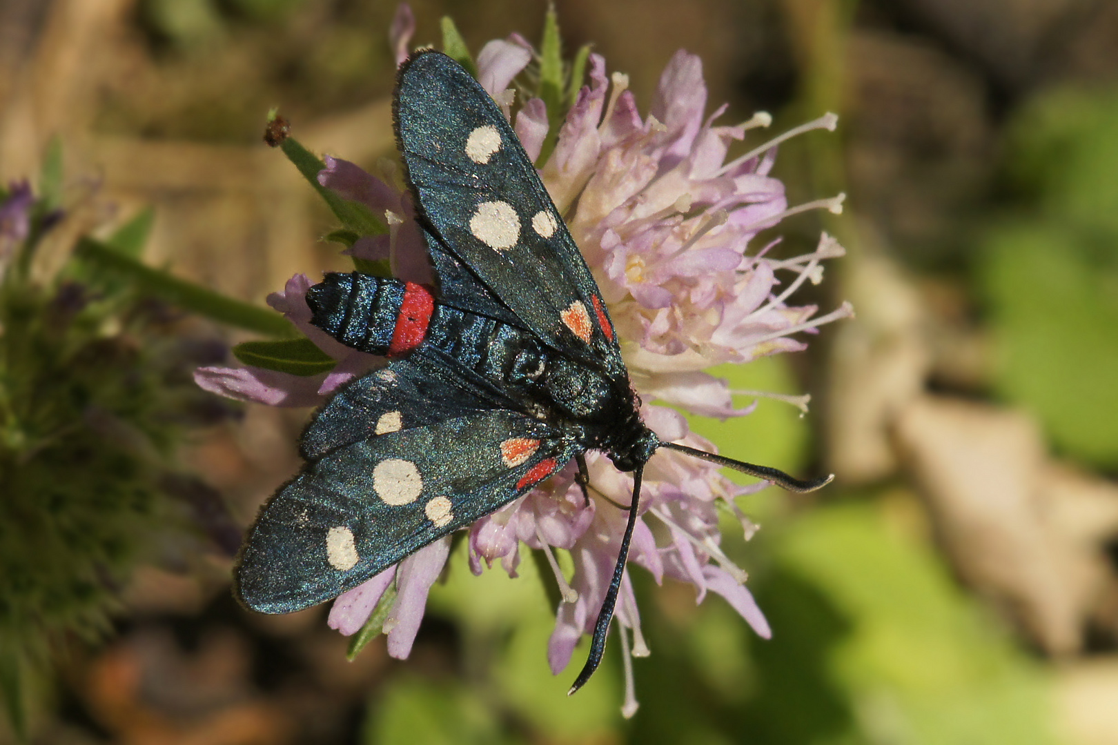 Veränderliches Widderchen (Zygaena ephialtes)