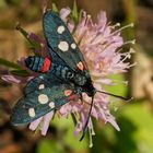 Veränderliches Widderchen (Zygaena ephialtes)