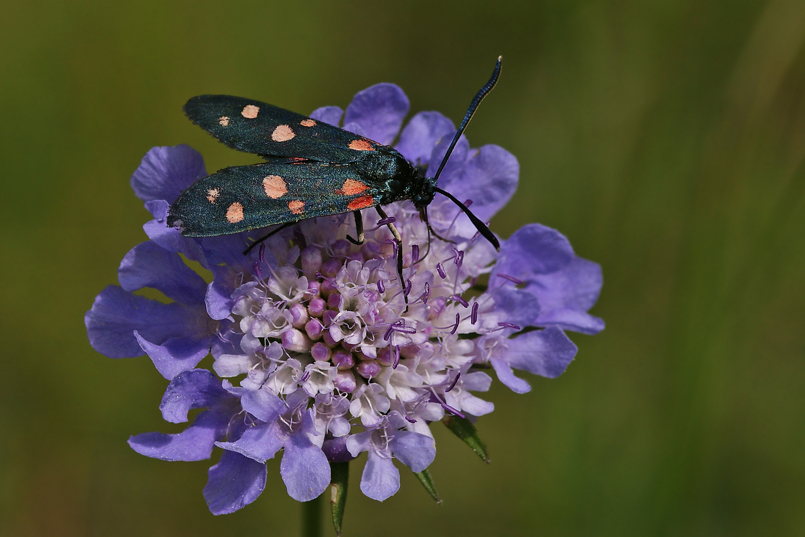 Veränderliches Widderchen (Zygaena ephialtes f.peucedani)