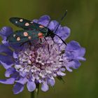 Veränderliches Widderchen (Zygaena ephialtes f.peucedani)