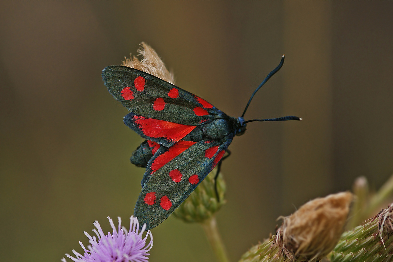 Veränderliches Widderchen (Zygaena ephialtes f.peucedani)