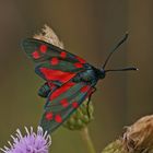 Veränderliches Widderchen (Zygaena ephialtes f.peucedani)