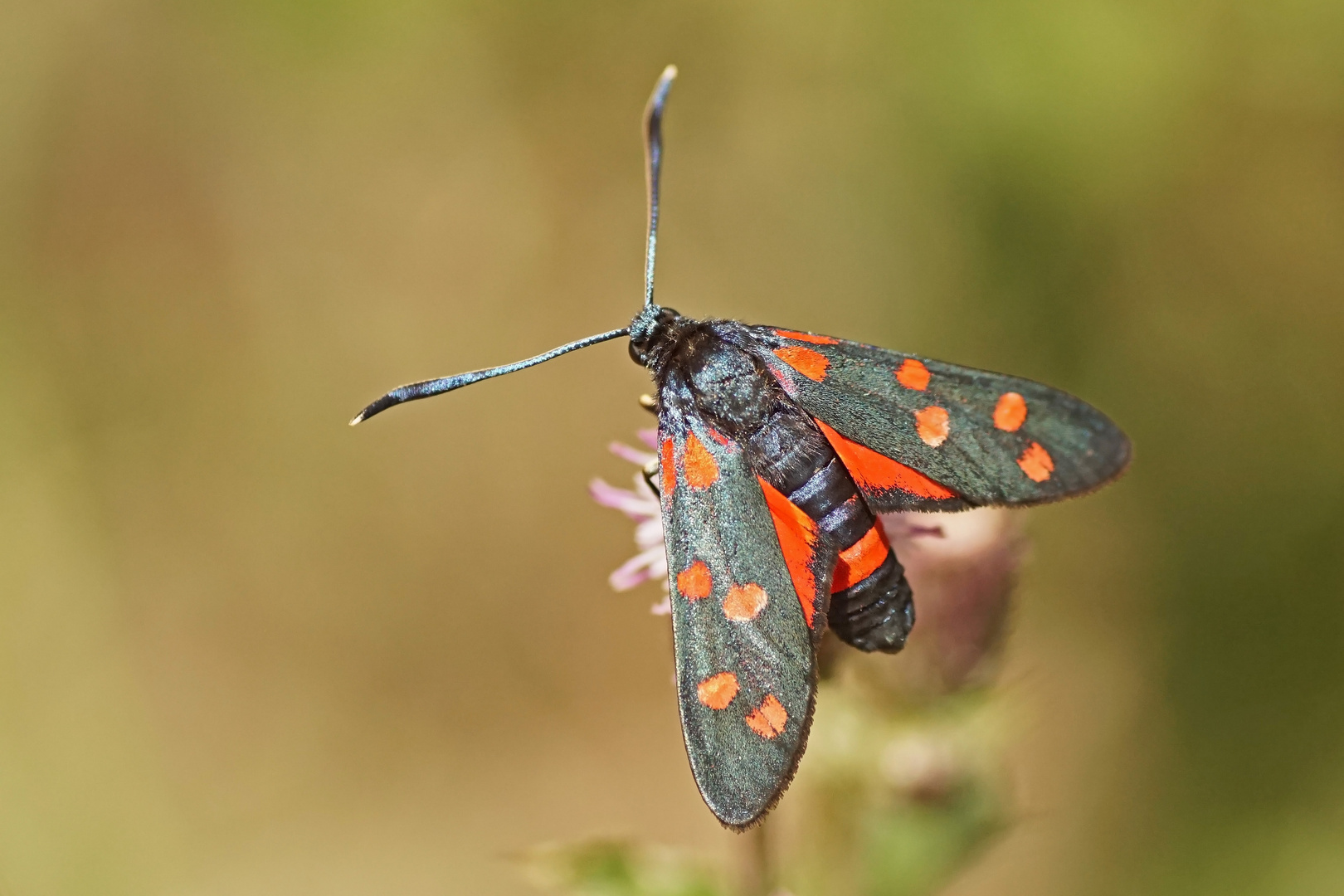 Veränderliches Widderchen (Zygaena ephialtes f.peucedani)