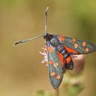 Veränderliches Widderchen (Zygaena ephialtes f.peucedani)