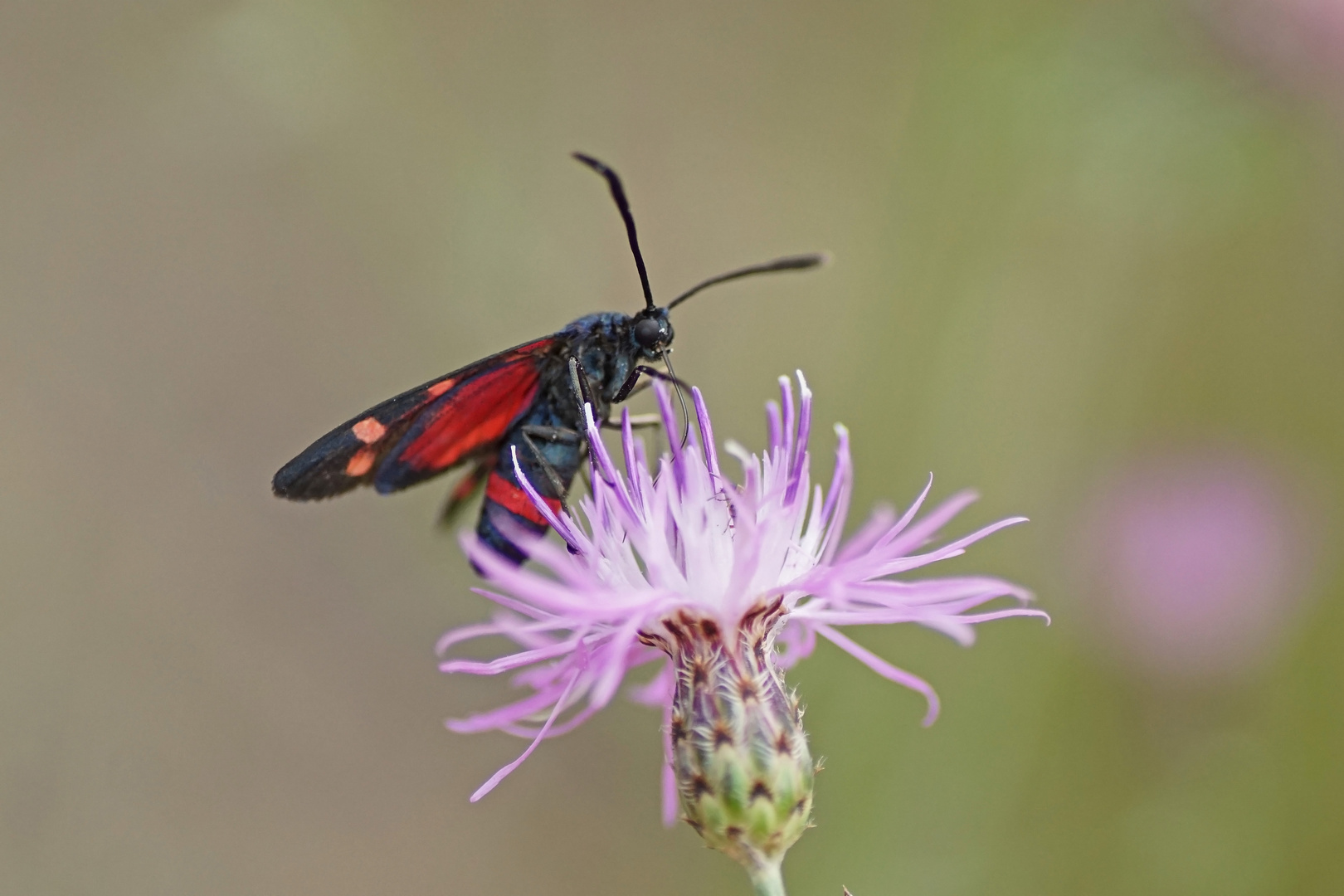 Veränderliches Widderchen (Zygaena ephialtes f.peucedani)