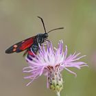 Veränderliches Widderchen (Zygaena ephialtes f.peucedani)