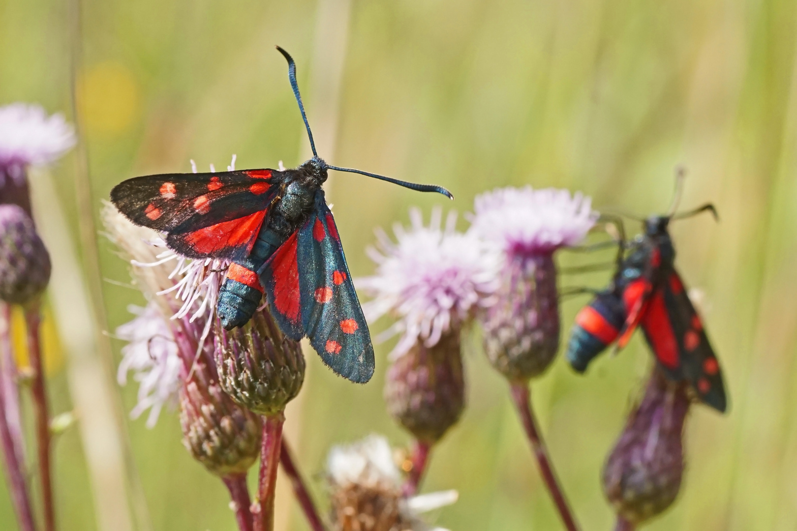 Veränderliches Widderchen (Zygaena ephialtes f.peucedani)