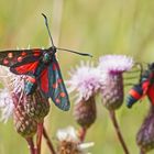 Veränderliches Widderchen (Zygaena ephialtes f.peucedani)