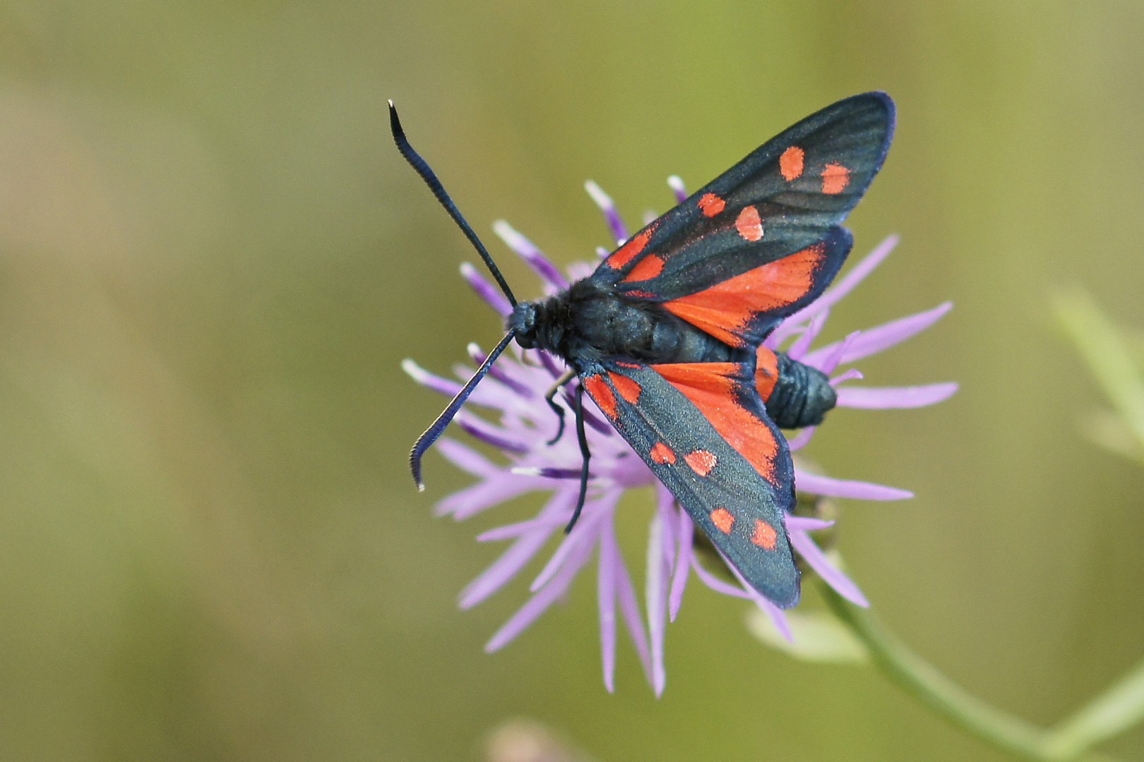 Veränderliches Widderchen (Zygaena ephialtes f.peucedani)