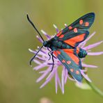 Veränderliches Widderchen (Zygaena ephialtes f.peucedani)