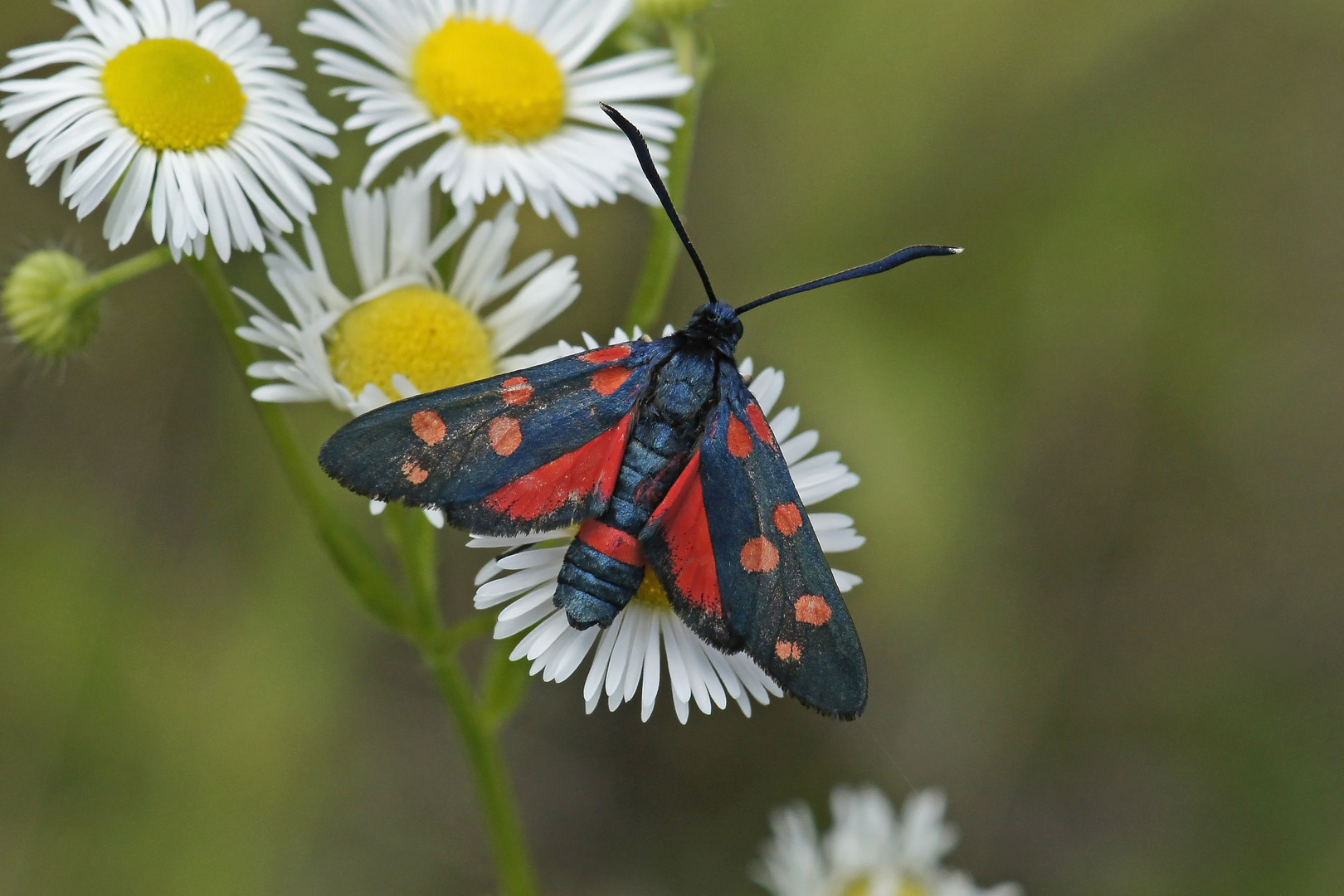 Veränderliches Widderchen (Zygaena ephialtes f.peucedani)