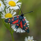 Veränderliches Widderchen (Zygaena ephialtes f.peucedani)