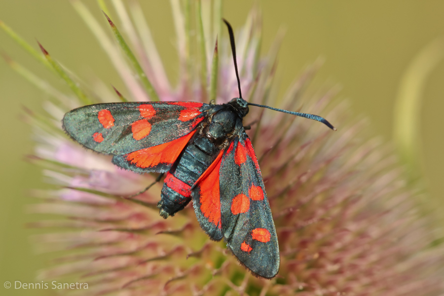 Veränderliches Widderchen (Zygaena ephialtes peucedanoides)