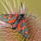 Veränderliches Widderchen (Zygaena ephialtes peucedanoides)