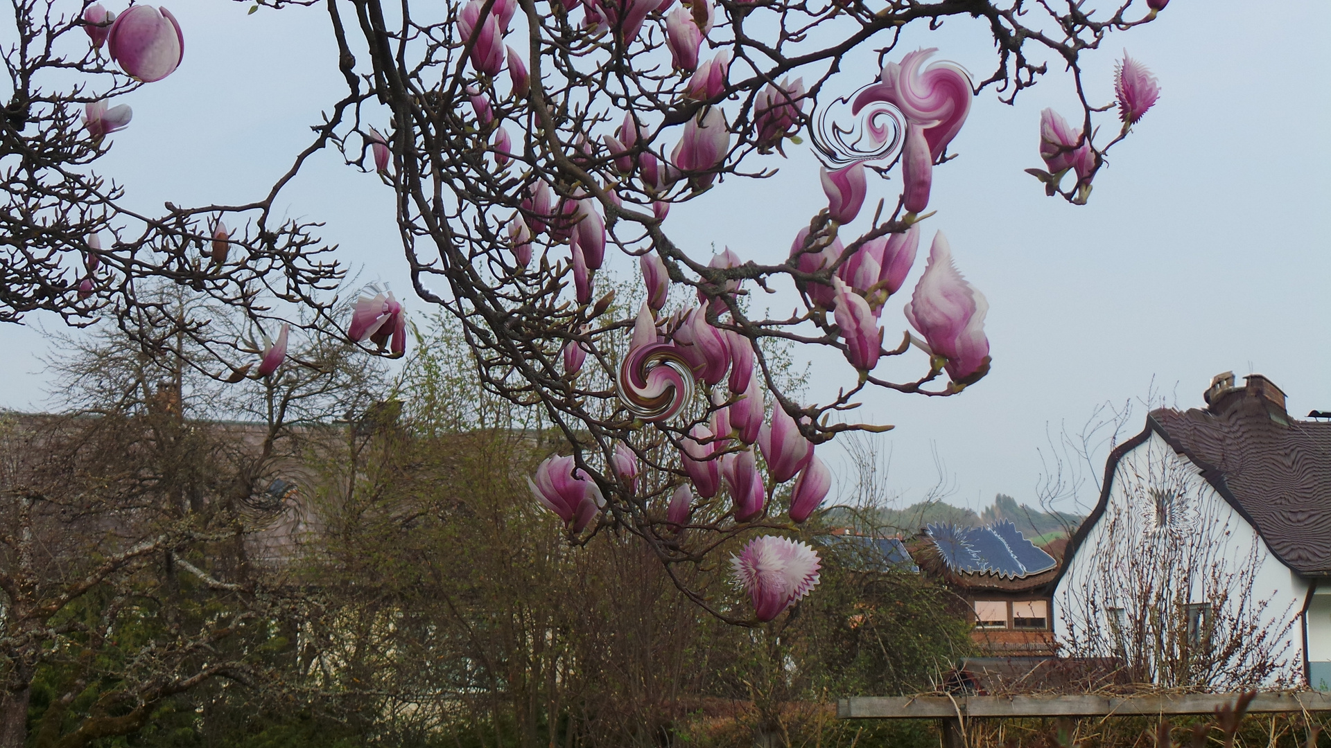 Veränderte Blüten des Tulpenbaumes, so wie der Gegend