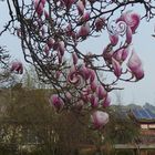 Veränderte Blüten des Tulpenbaumes, so wie der Gegend