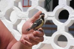 verängstigert Vogel