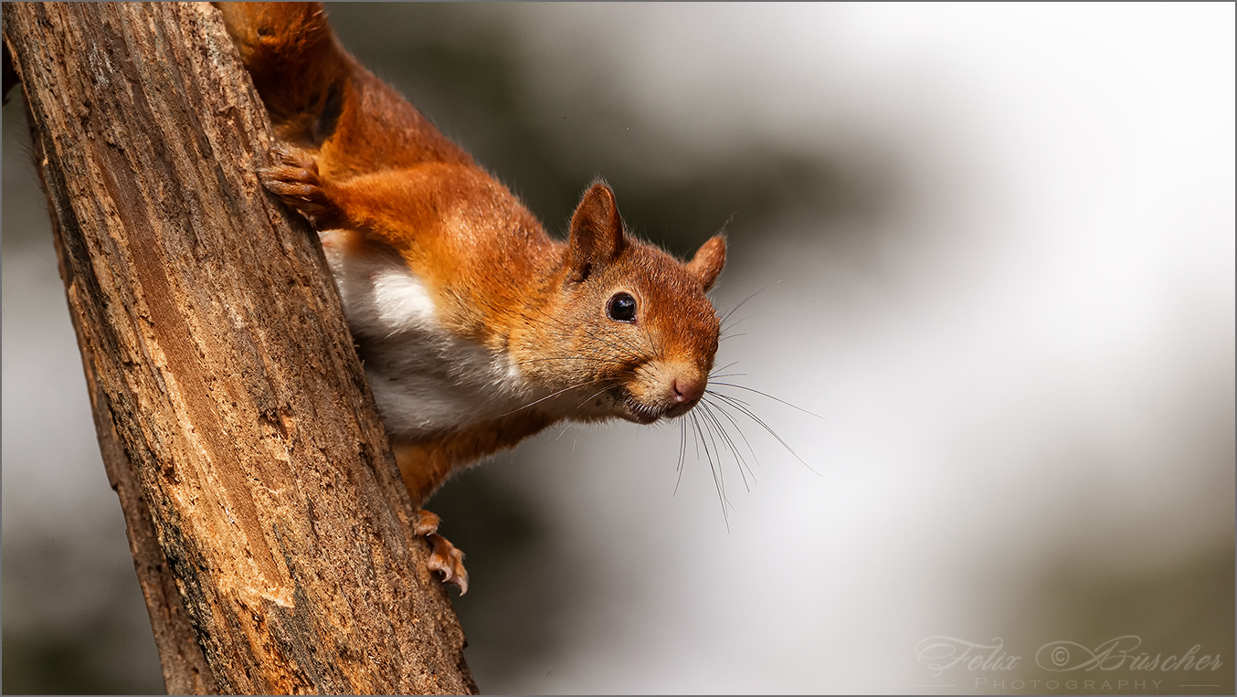 Verängstigtes Eichhörnchen.